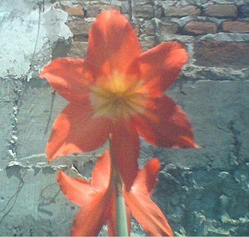 Hippeastrum ferreyae (c) copyright 2010 by Mariano Saviello.  All rights reserved.